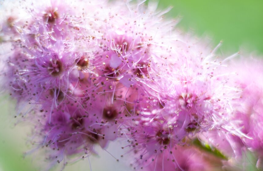 "Цветущий парк": лето в ландшафтном парке "Митино" 16 фото