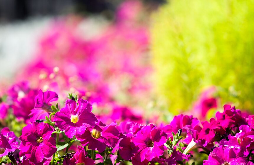 "Цветущий парк": лето в ландшафтном парке "Митино" 15 фото