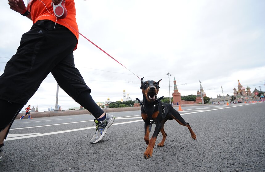 В Москве прошел "Музыкальный полумарафон-2015" 26 фото