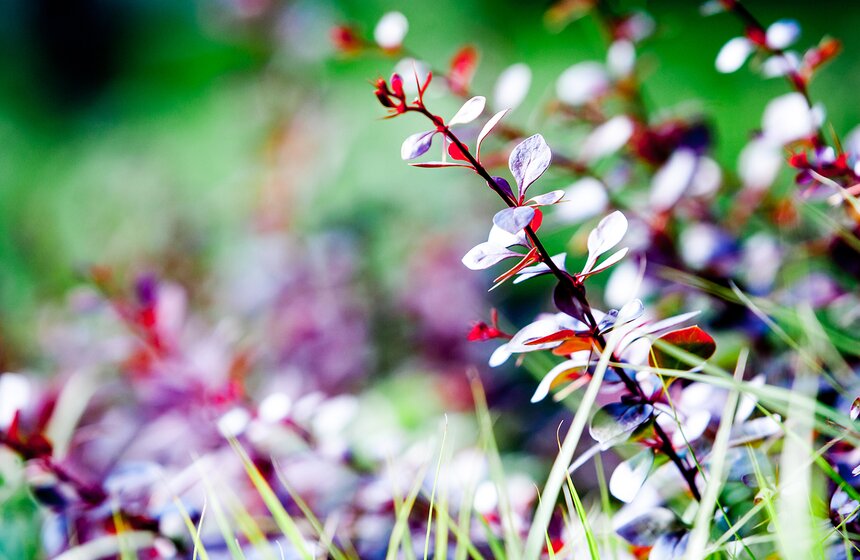 "Цветущий парк": лето в Гончаровском парке 1 фото