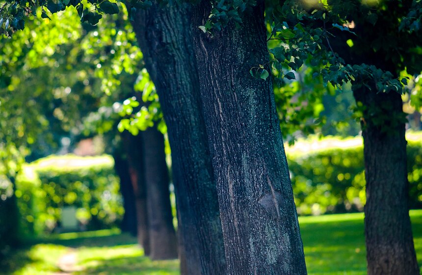 "Цветущий парк": лето в Гончаровском парке 5 фото