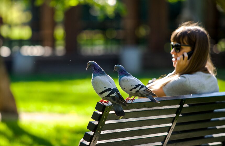 "Цветущий парк": лето в Гончаровском парке 17 фото