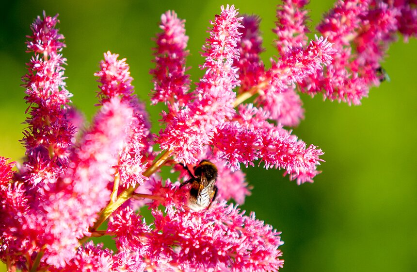 "Цветущий парк": лето в Гончаровском парке 20 фото