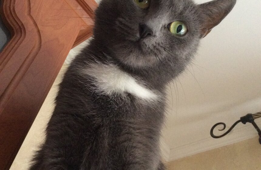 Феофан и Зайка: редакторы m24.ru показали своих любимцев 12 фото