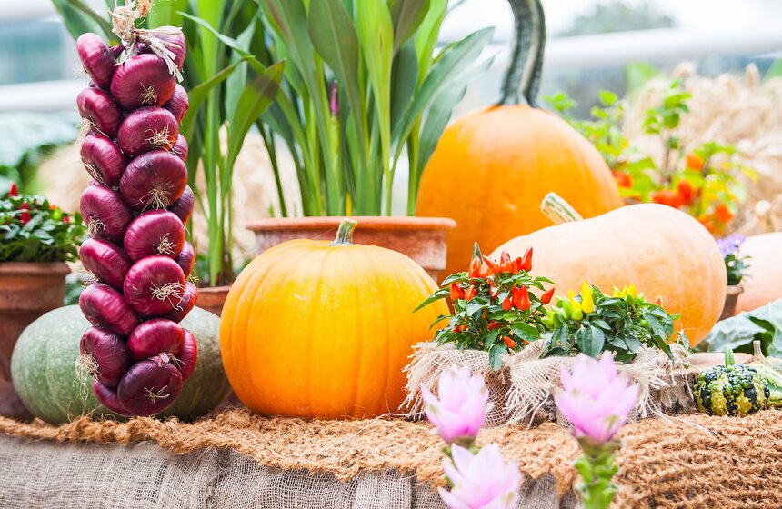 Фестиваль "Краски осени" в "Аптекарском огороде" 25 фото