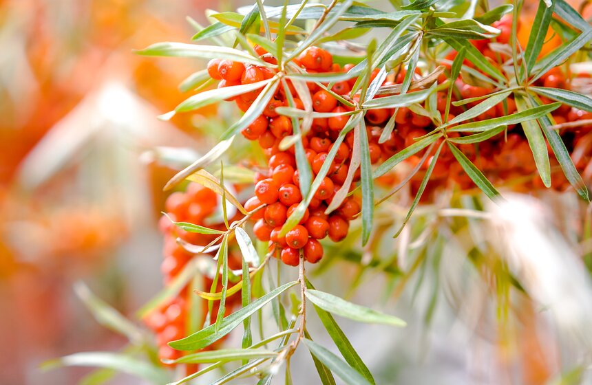 Фестиваль "Краски осени" в "Аптекарском огороде" 13 фото