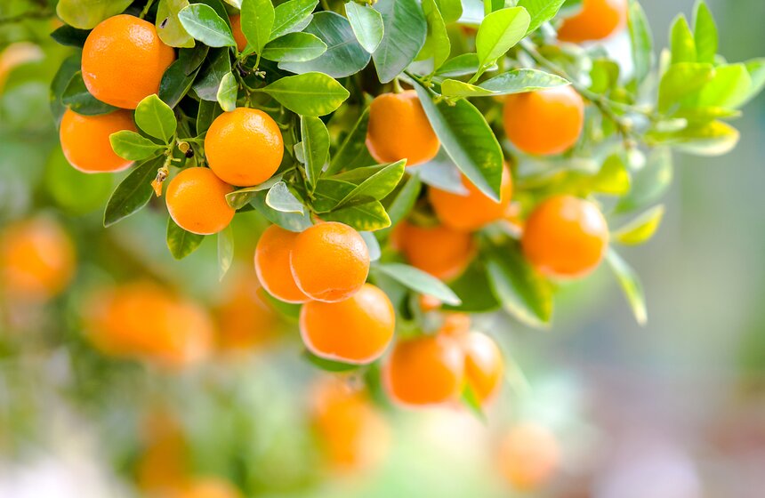 Фестиваль "Краски осени" в "Аптекарском огороде" 10 фото