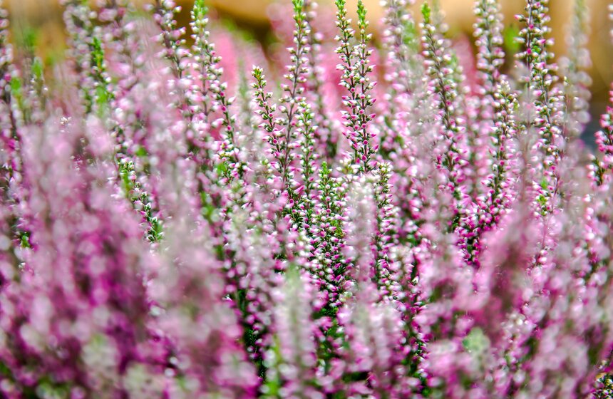 Фестиваль "Краски осени" в "Аптекарском огороде" 17 фото