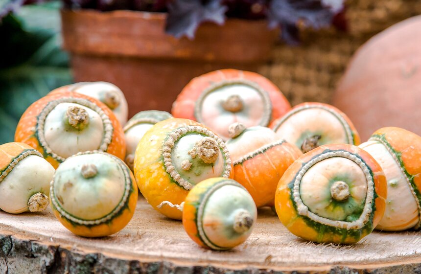 Фестиваль "Краски осени" в "Аптекарском огороде" 18 фото