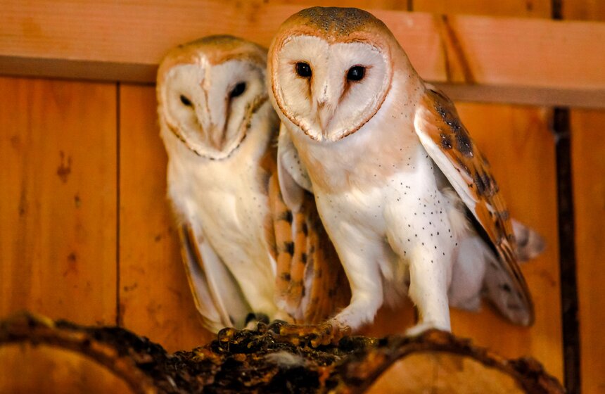 Орнитологический ветеринарный центр в парке "Сокольники" 11 фото