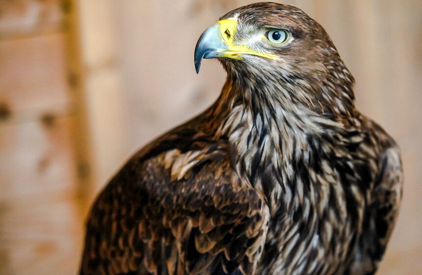 Орнитологический ветеринарный центр в парке "Сокольники" 10 фото