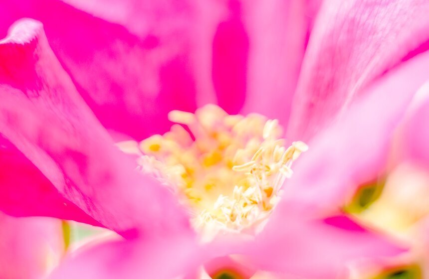 "Цветущий парк": "Аршиновский парк" 15 фото