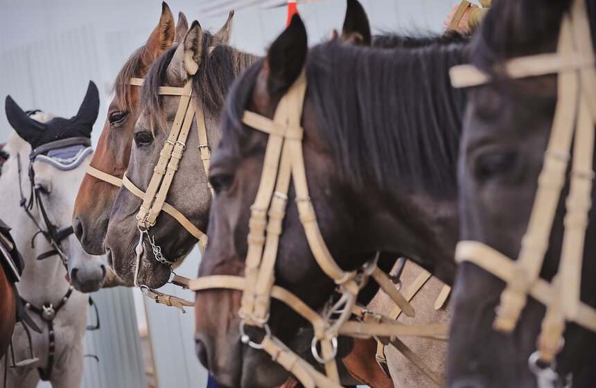 В "Сокольниках" прошел фестиваль "Россия на коне" 9 фото
