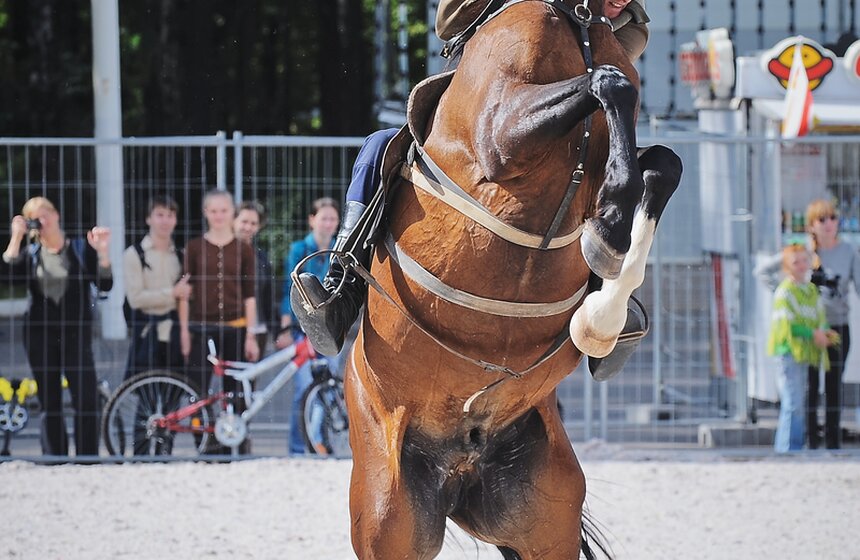 В "Сокольниках" прошел фестиваль "Россия на коне" 19 фото