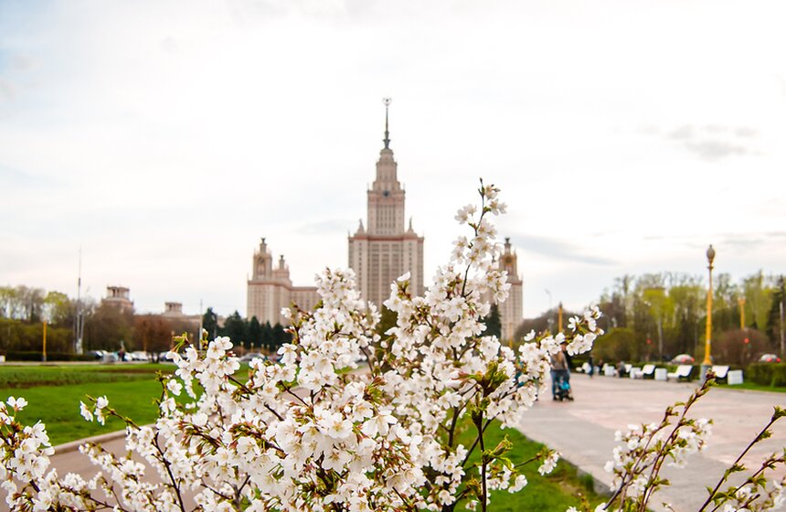 Весна в Москве: как цветут деревья 1 фото