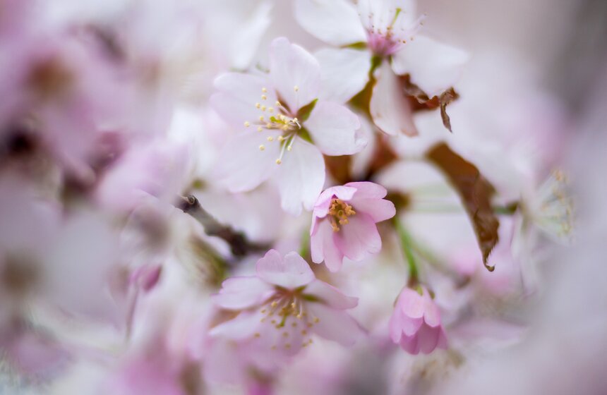 Весна в Москве: как цветут деревья 4 фото