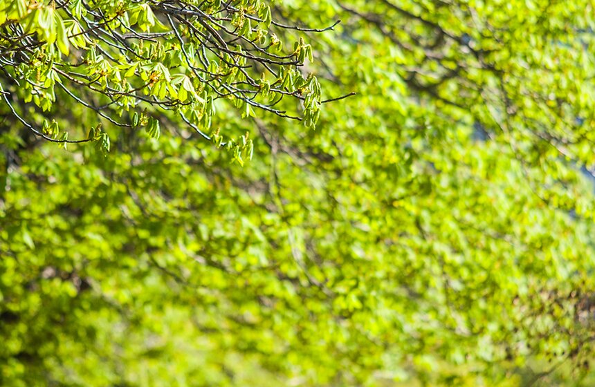 Весна в Москве: как цветут деревья 6 фото