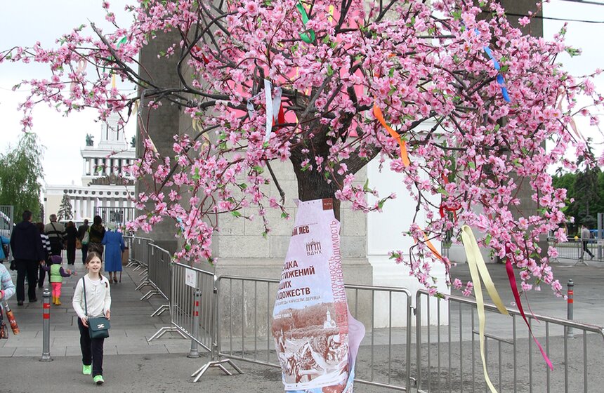 На ВДНХ высадили вишневый сад 1 фото