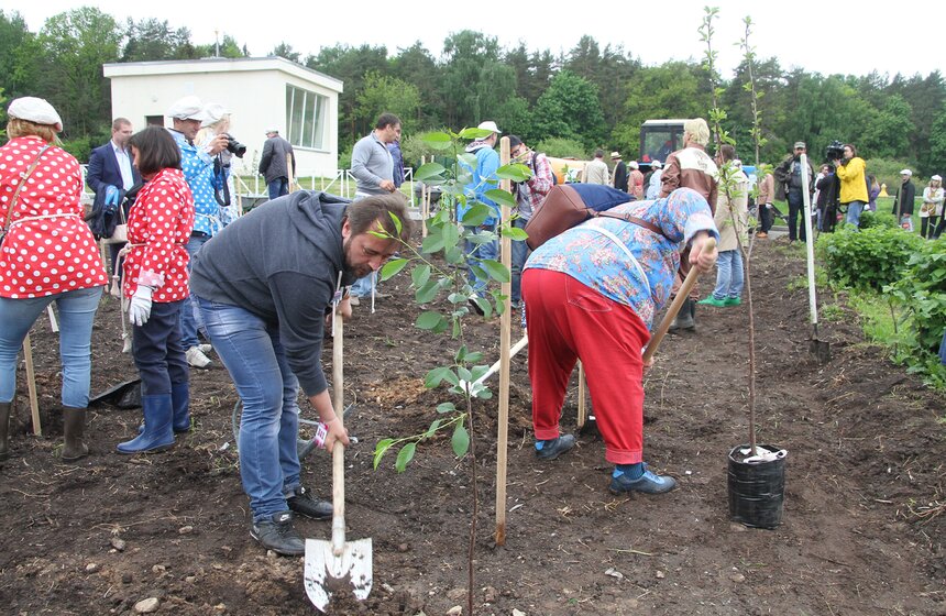 На ВДНХ высадили вишневый сад 27 фото