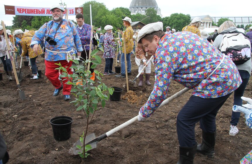На ВДНХ высадили вишневый сад 22 фото