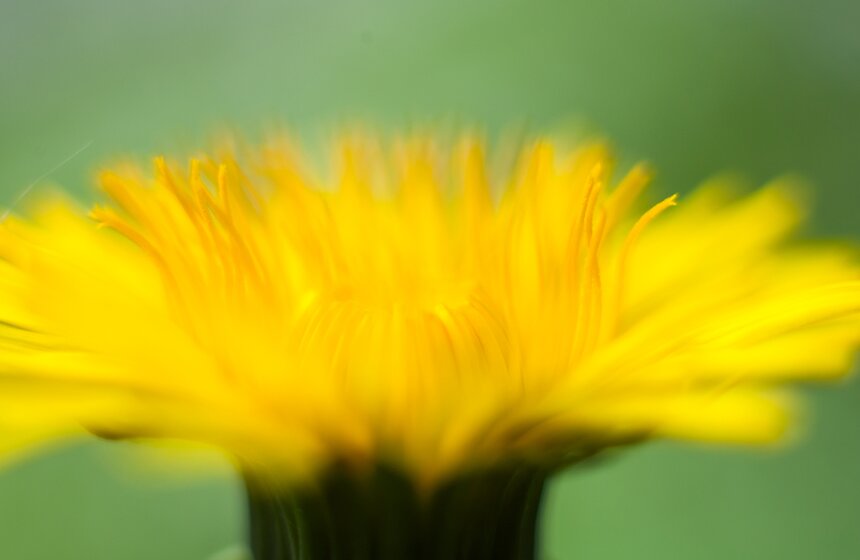 В "Коломенском" зацвели яблоневые сады 16 фото