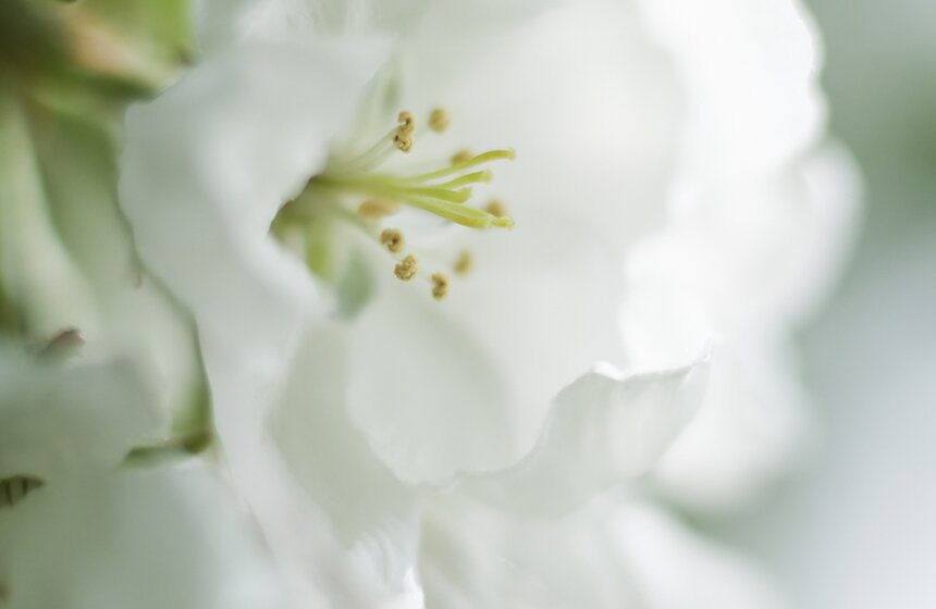 В "Коломенском" зацвели яблоневые сады 15 фото