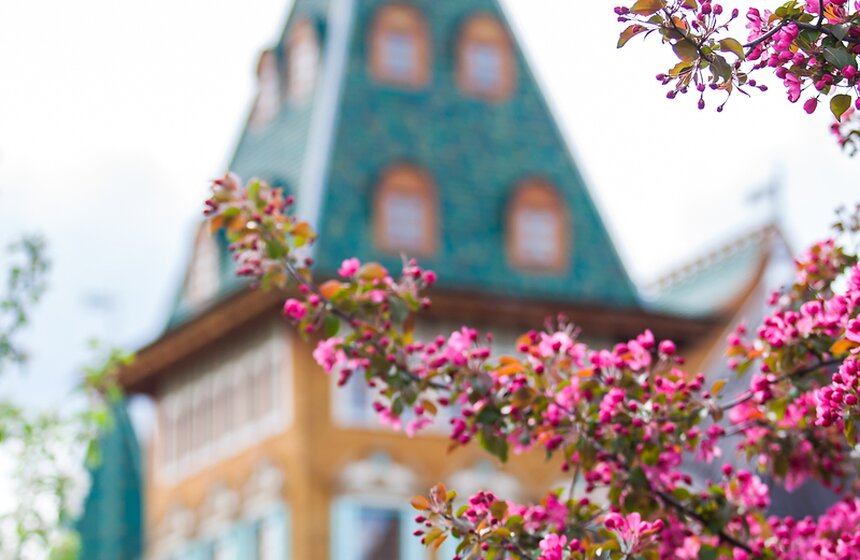 В "Коломенском" зацвели яблоневые сады 7 фото