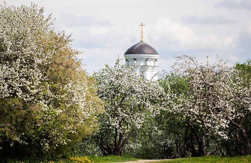 В "Коломенском" зацвели яблоневые сады 13 фото