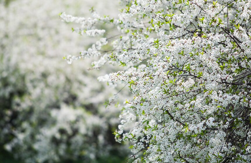 В "Коломенском" зацвели яблоневые сады 12 фото