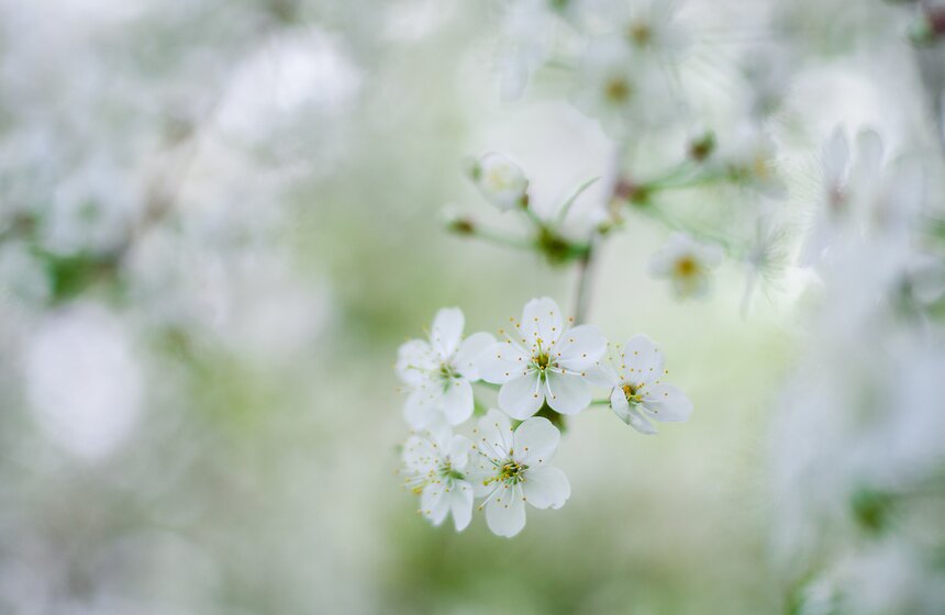 В "Коломенском" зацвели яблоневые сады 11 фото