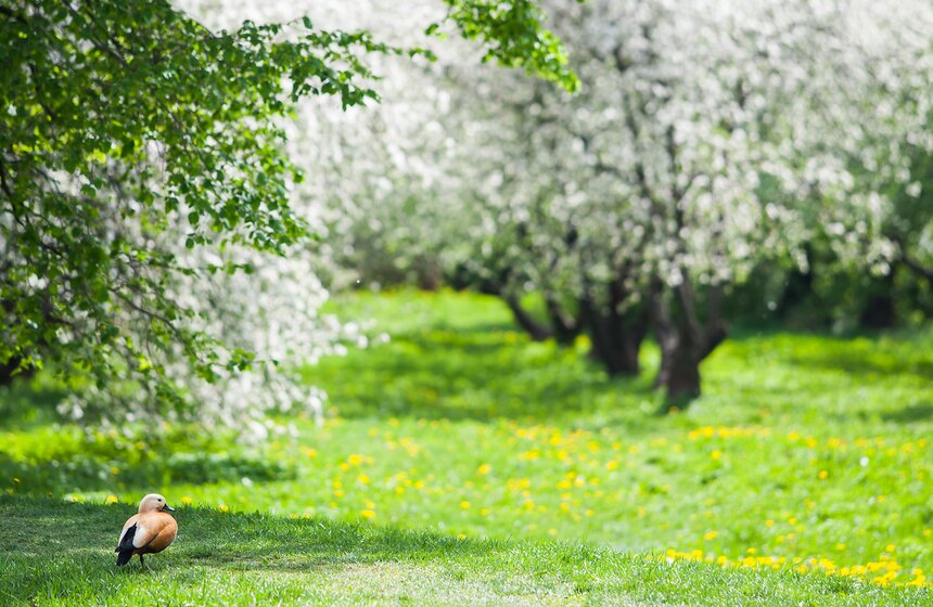 В "Коломенском" зацвели яблоневые сады 14 фото