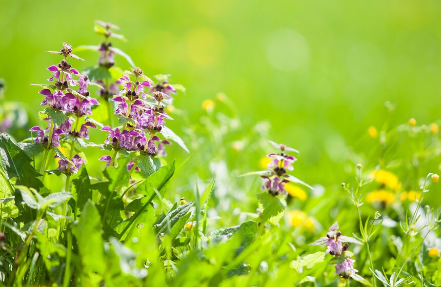 В "Коломенском" зацвели яблоневые сады 18 фото