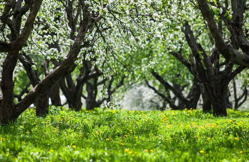 В "Коломенском" зацвели яблоневые сады 17 фото