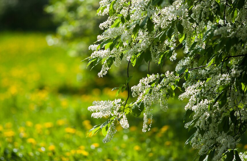 В "Коломенском" зацвели яблоневые сады 20 фото