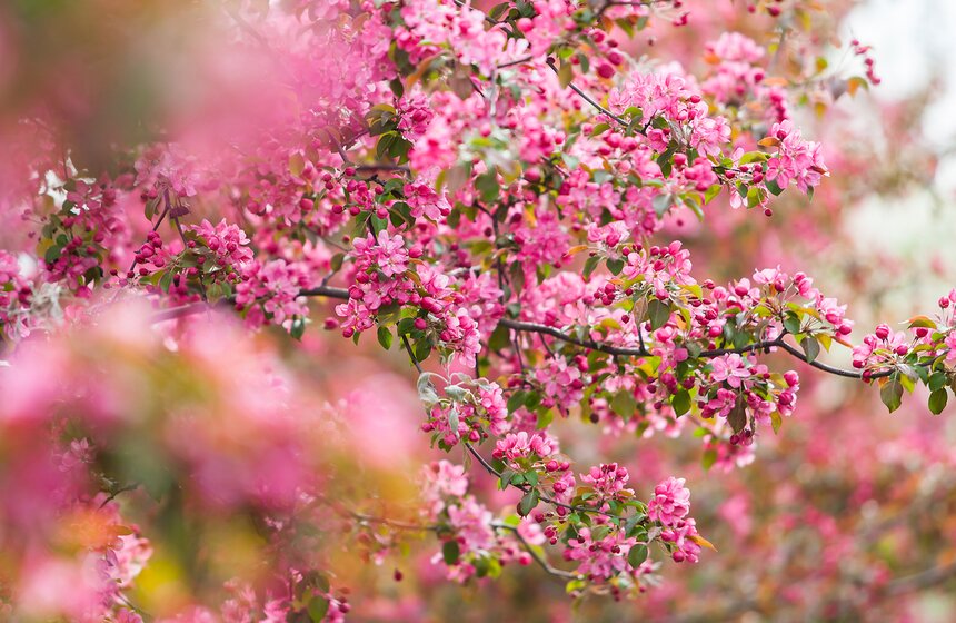 В "Коломенском" зацвели яблоневые сады 6 фото