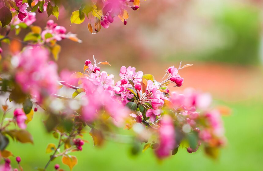 В "Коломенском" зацвели яблоневые сады 5 фото