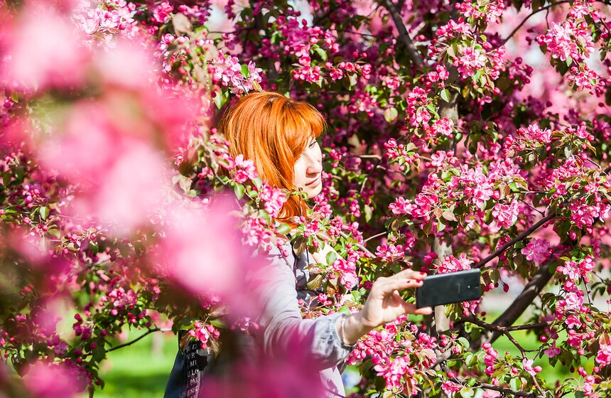В "Коломенском" зацвели яблоневые сады 3 фото