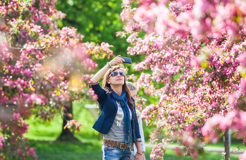 В "Коломенском" зацвели яблоневые сады 1 фото