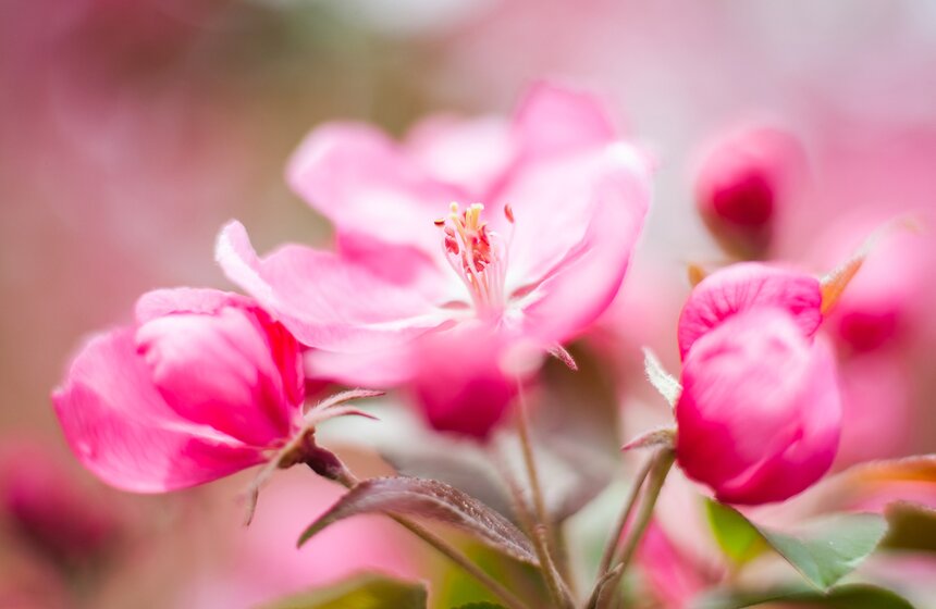 В "Коломенском" зацвели яблоневые сады 4 фото