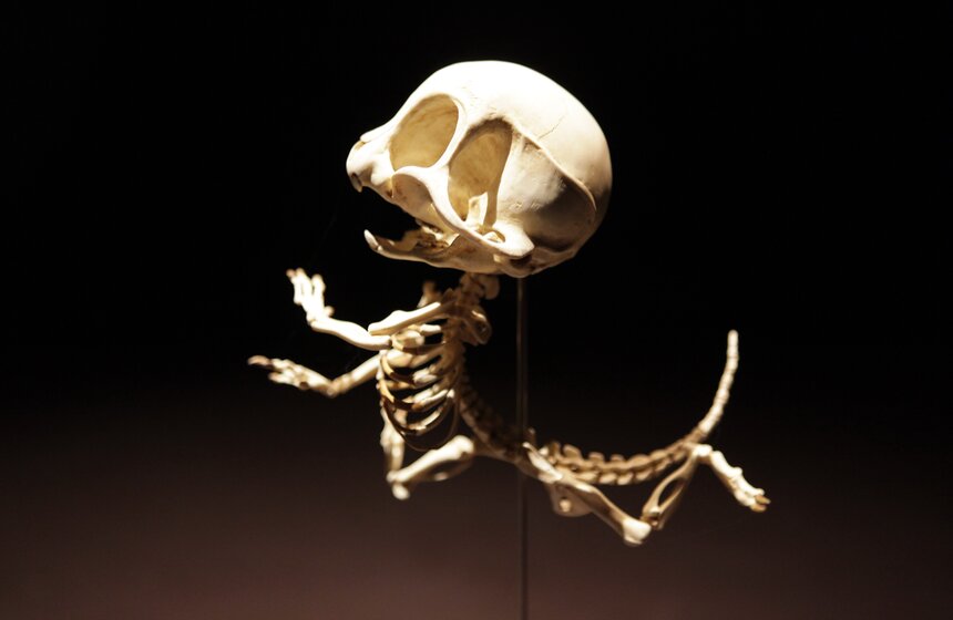 На выставке в парке Горького показали скелеты Тома и Джерри 4 фото