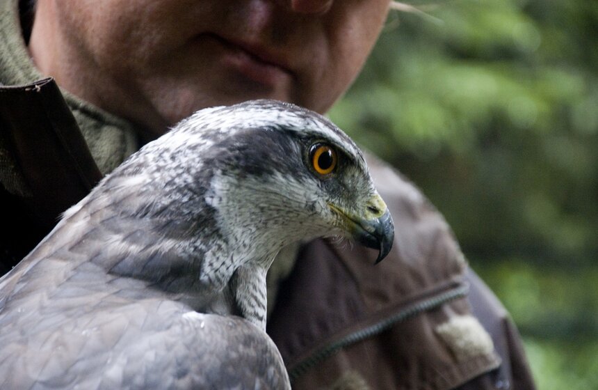 Музей соколиной охоты, признанный ЮНЕСКО объектом нематериального культурного наследия человечества