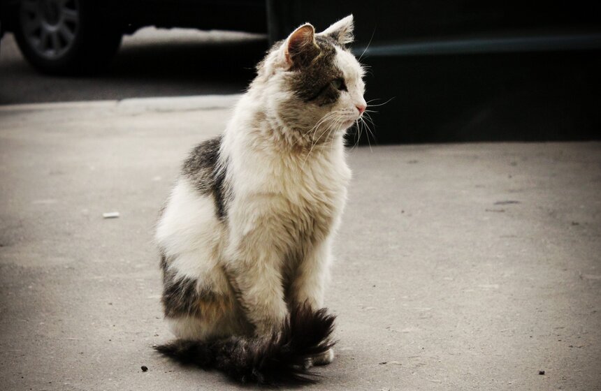 Около переулка в музей Булгакова встретился кот: спокойный, не пугливый и очень крупный
