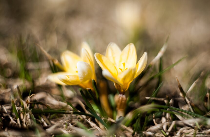 Первые цветы в городских парках 10 фото