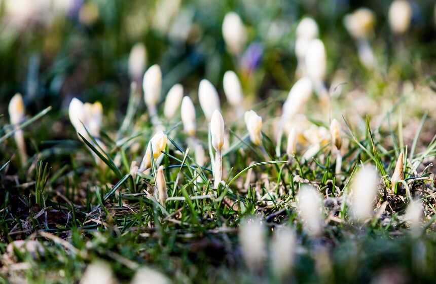 Первые цветы в городских парках 4 фото