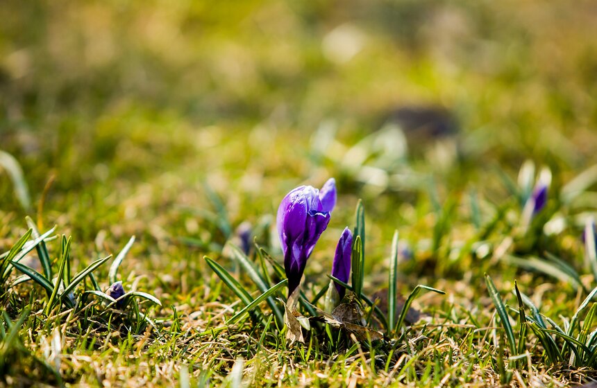 Первые цветы в городских парках 2 фото