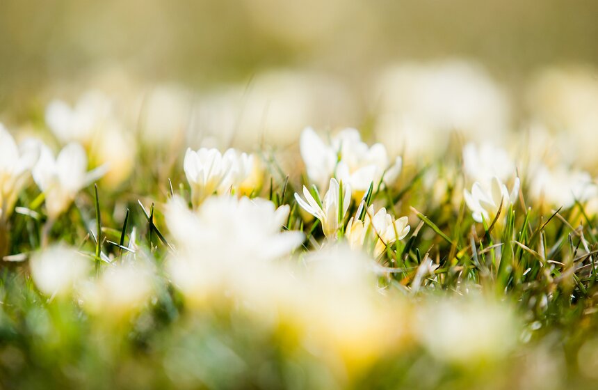 Первые цветы в городских парках 6 фото