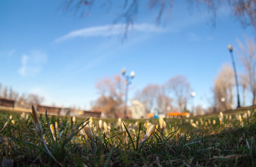 Первые цветы в городских парках 12 фото