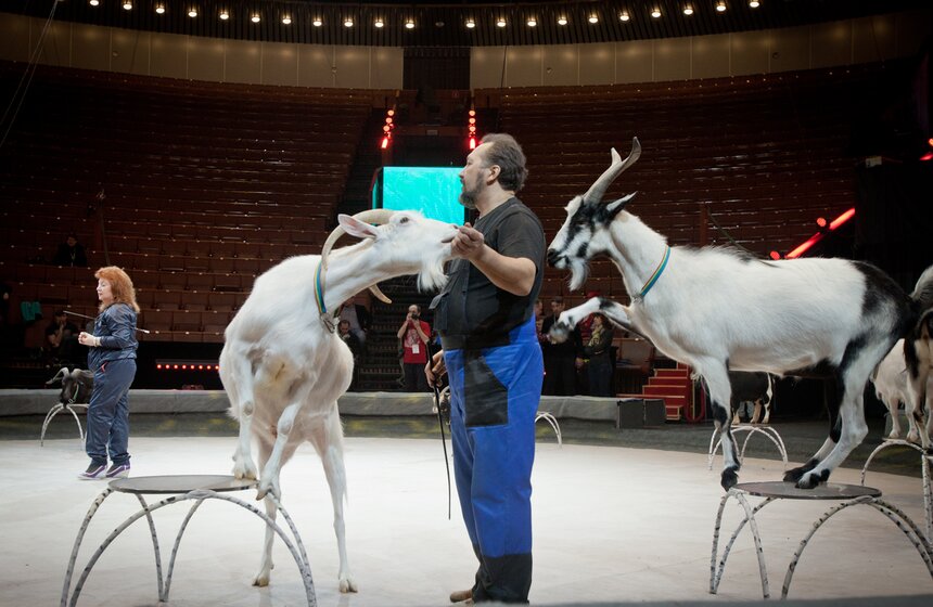 За кулисами Большого московского цирка 17 фото