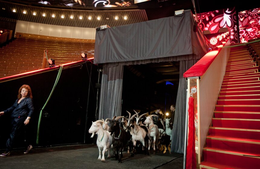 За кулисами Большого московского цирка 16 фото