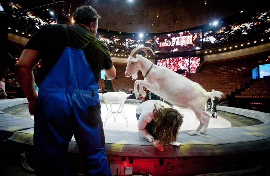 За кулисами Большого московского цирка 19 фото